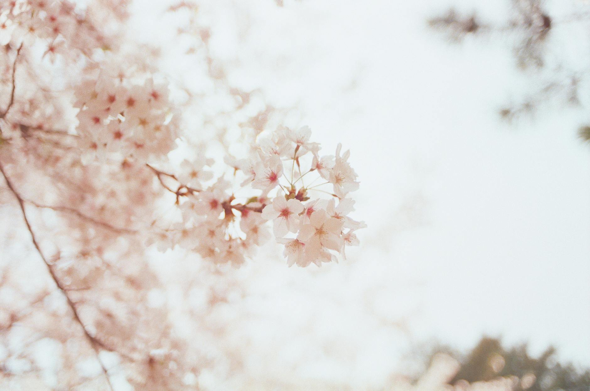 selective focus photography of cherry blossoms